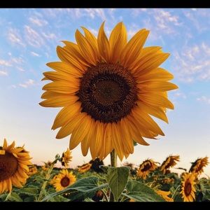 Meet your Posher, Maggie